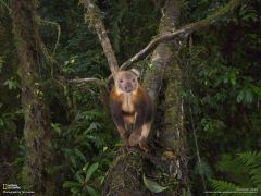 Tapeta National Geographic 428.jpg